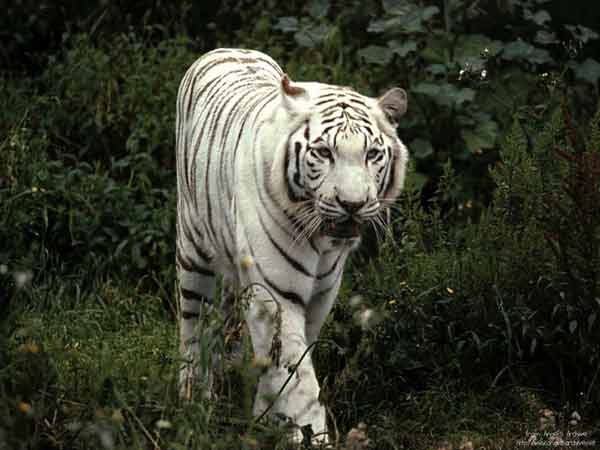 White-Tigers1