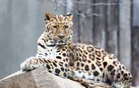 amur-leopard_99144569