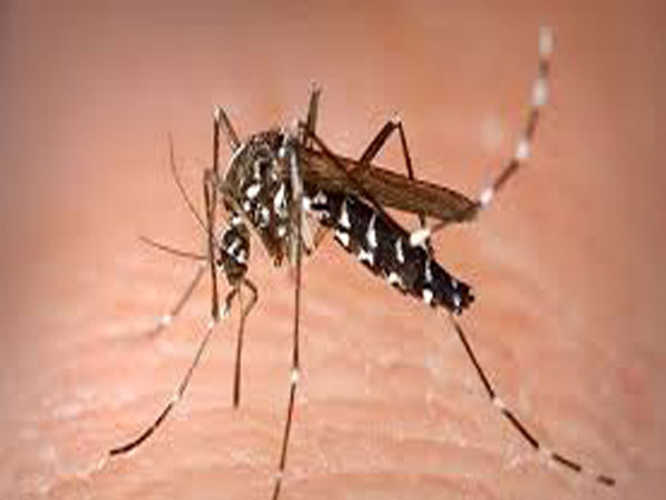 Dengue-Virus