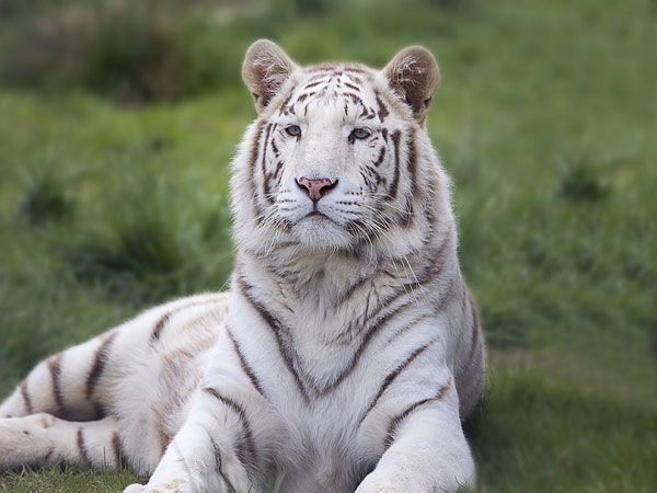 white-tiger-rama2
