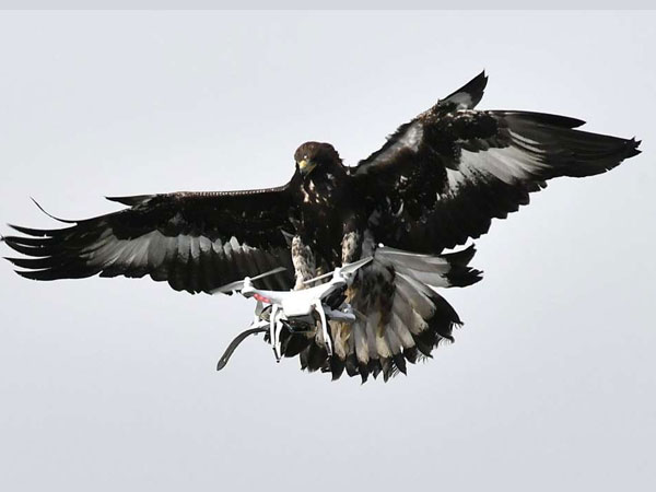 Eagle-drone-fight