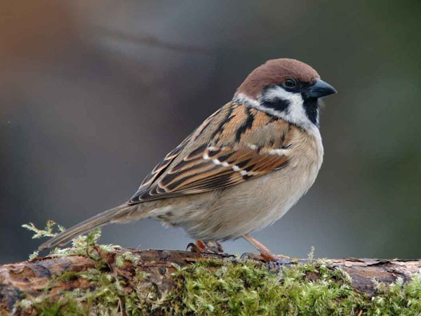 Sparrow-day
